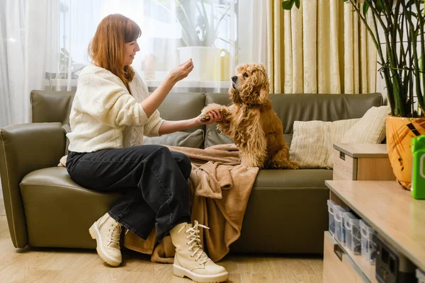 A young woman with her American Cocker Spaniel are sitting on a couch. The woman feeds the dog and holds his paw.