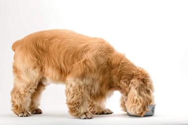 Amerikan Cocker Spaniel beyaz arka planda izole edilmiş metal bir kaseden kuru yiyecekler yiyor. Yan görünüm.