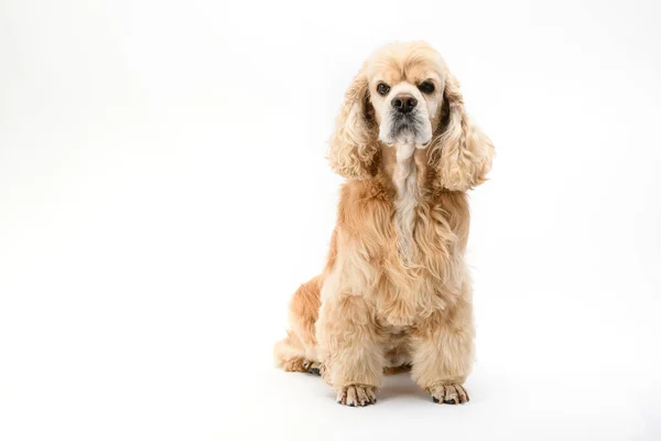 美国可卡犬坐在白色背景的前面 这只狗修剪整齐 梳理整齐 动物护理 — 图库照片