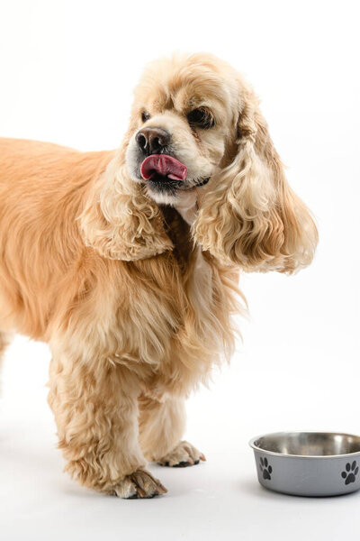 American Cocker Spaniel eating dry food from a metal bowl isolated on white background.