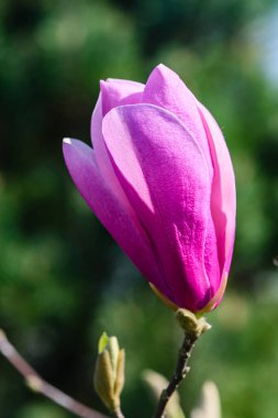 Güneşli bir günde taze manolya tomurcukları. Yakın plan..