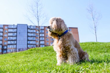 Amerikan Cocker Spaniel Parktaki yeşil çimlerde oturuyor.