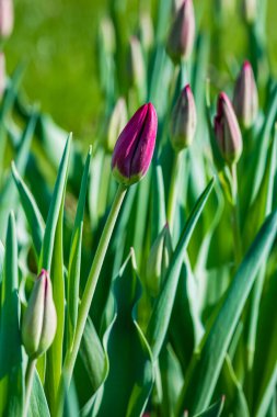 Açılmamış bir lale tomurcuğunun arka plandaki çimlere yakın plan çekimi. Üst görünüm.