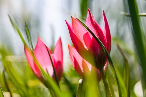 Närbild Blommande Små Rosa Tulpaner Mot Bakgrund Gräs — Stockfoto
