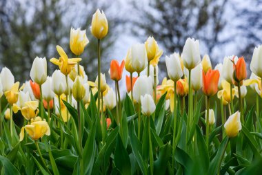 Şehirde bir çiçek tarhında renkli laleler, yakın plan..