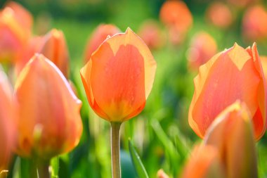 Parkta çiçek açan pembe laleler.