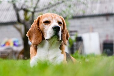 Bahçedeki yeşil çimlerin üzerinde yetişkin av köpeği.