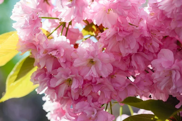 stock image Close-up of a branch of pink sakura blossoms