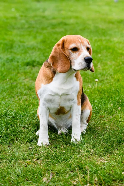 Stock image Adult beagle dog on green grass in the backyard