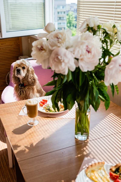 stock image Dog sits on a chair at the table. A beautiful bouquet of peonies stands in a vase on the table. Breakfast concept.