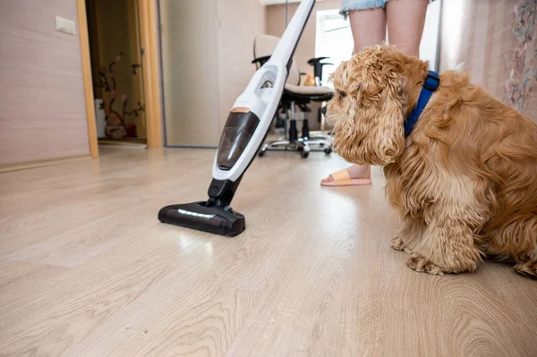 Köpek Elektrikli Süpürgeyle Evdeki Temizliği Izliyor Köpeğe Odaklan — Stok fotoğraf