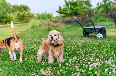 Yeşil arka bahçede iki köpek. Beagle ve cocker spaniel yeşil çimlerde.