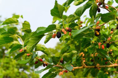 Ağacın dallarında olgunlaşmış, yemyeşil meyveler.