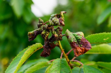 Yaprak bitleriyle kaplanmış kiraz ağacı yaprakları. Yeşil kiraz yapraklarında bir sürü zararlı yaprak bitleri.