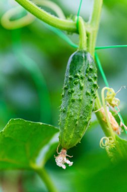 Bir dalda taze salatalık, yakın plan..