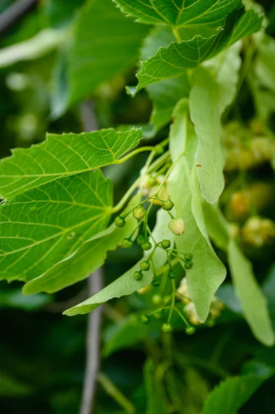 stock image Linden yellow blossom of Tilia cordata tree. Botany Blooming linden tree with leaves on a green natural background.