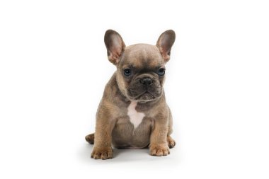 Sevimli yavru Fransız Bulldog köpeği, yüzü önde oturuyor. Başını eğmiş kameraya doğru bakıyor. Beyaz bir arkaplanda izole edilmiş.