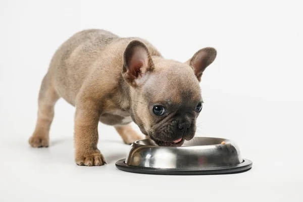 stock image French bulldog puppy eats from his metal bowl. Isolated on white background.