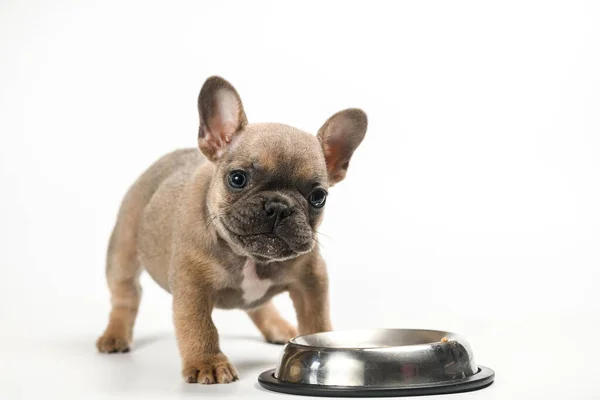 Franse Bulldog Puppy Eet Uit Zijn Metalen Kom Geïsoleerd Witte Rechtenvrije Stockafbeeldingen