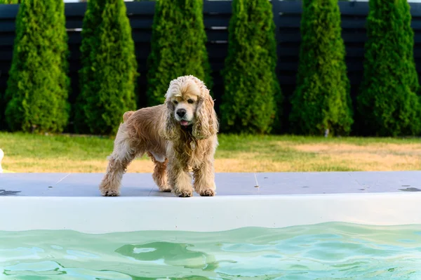 stock image An American Cocker Spaniel stands by the edge of a private pool.