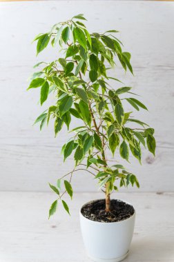 Ficus benjamina, beyaz bir tencerede, tahta bir arka planda..