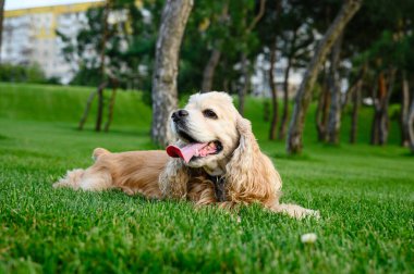 Köpek, parktaki yeşil çimlerin üzerinde dili sarkık yatarken sıcaktan muzdarip..
