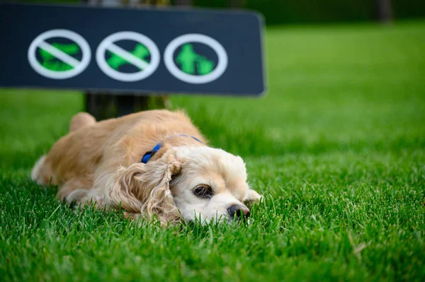 The dog is resting lying on the green grass in the park. Sign forbidding dog walking in the background.