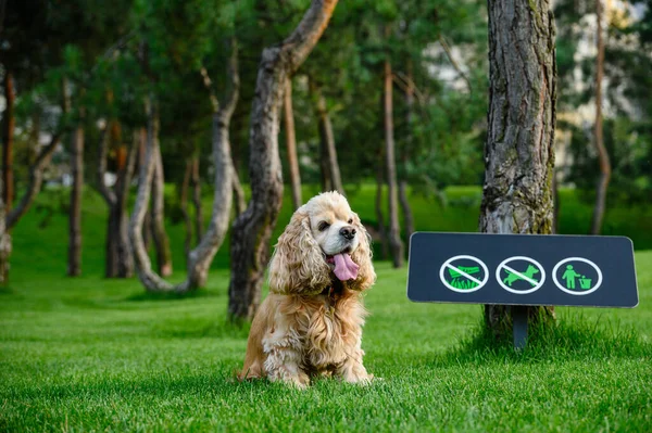 Cão Está Descansando Sentado Grama Verde Parque Assine Proibindo Cão — Fotografia de Stock