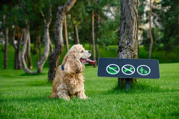 Perro Descansa Sentado Hierba Verde Del Parque Señal Prohibiendo Perro —  Fotos de Stock