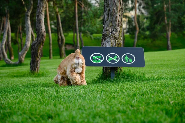 Собака Гуляет Парку Выгуливать Собак Запрещено Заднем Плане Вывески Собак — стоковое фото