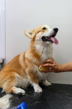 Dişi bir tımarcı, genç bir Galli Corgi Pembroke köpeğinin saçını tarar..