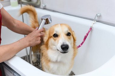 Galli bir Corgi Pembroke köpeğinin şampuanla yıkanan komik portresi. Köpek kuaförde banyo yapıyor..