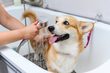 Galli bir Corgi Pembroke köpeğinin şampuanla yıkanan komik portresi. Köpek kuaförde banyo yapıyor. Dişi eller köpekteki şampuanı temizler..