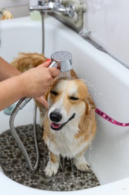 Galli bir Corgi Pembroke köpeğinin şampuanla yıkanan komik portresi. Köpek kuaförde banyo yapıyor..