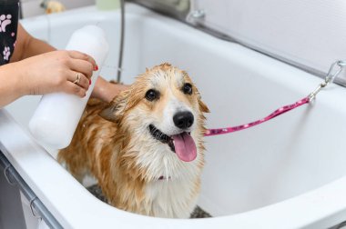 Galli bir Corgi Pembroke köpeğinin şampuanla yıkanan komik portresi. Köpek kuaförde banyo yapıyor..
