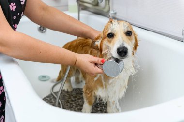 Tımarcı, tımar işleminden önce komik Galli Corgi Pembroke köpeğini banyoda dikkatlice yıkar.