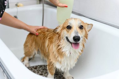 Galli bir Corgi Pembroke köpeğinin şampuanla yıkanan komik portresi. Köpek kuaförde banyo yapıyor..