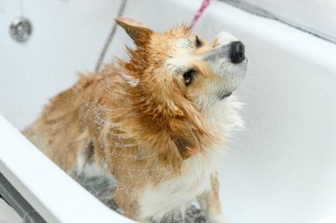 Islak Welsh corgi pembroke köpeği banyodan sonra banyoda duruyor. Köpek küvette dururken banyo yaptıktan sonra suyu sallar..
