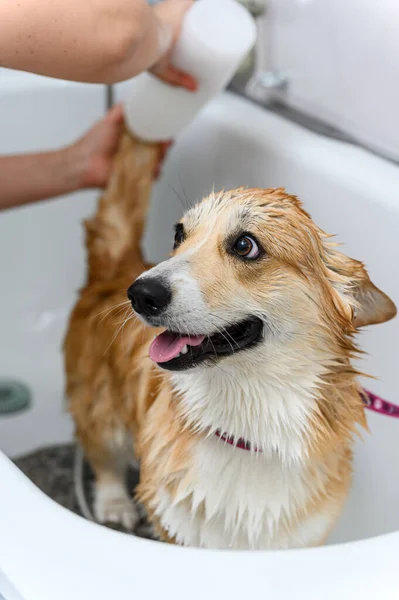グロマーは慎重に手術をする前に風呂で面白いウェールズのコルジバブローク犬を洗います 女性の手は犬にシャンプーを適用します — ストック写真