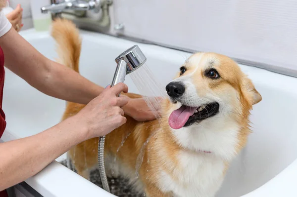 Portretul Amuzant Unui Câine Corgi Câine Care Face Duș Șampon Imagini stoc fără drepturi de autor