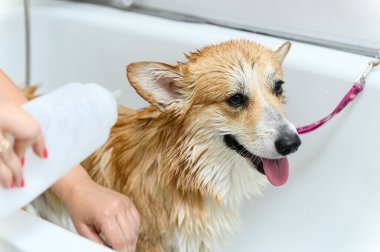 Galli bir Corgi Pembroke köpeğinin şampuanla yıkanan komik portresi. Köpek kuaförde banyo yapıyor..