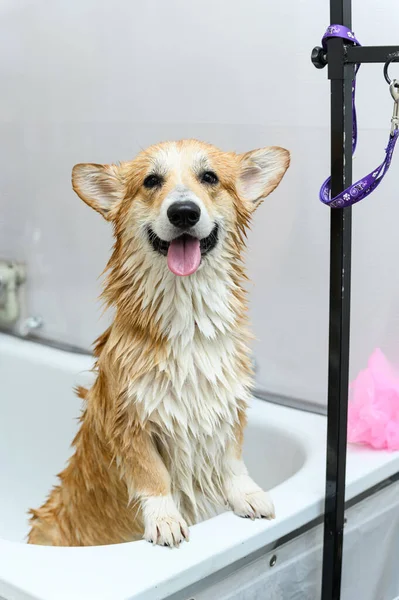 ウェットウェールズのコルジバンドロック犬は 入浴後にバスルームに立っています 犬は後ろ足に立っています — ストック写真