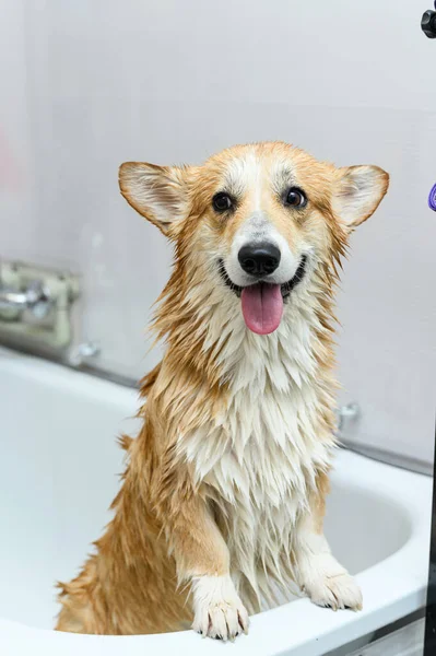 Wet Galês Corgi Pembroke Cão Fica Banheiro Após Banho Cão — Fotografia de Stock