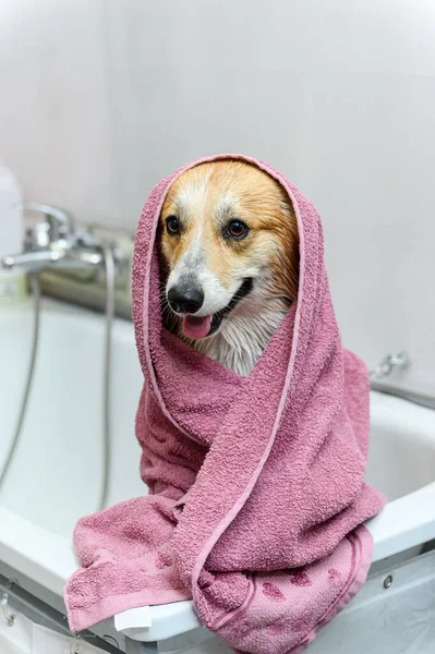 Wet Galês Corgi Pembroke Cão Fica Banheiro Após Banho Cão — Fotografia de Stock