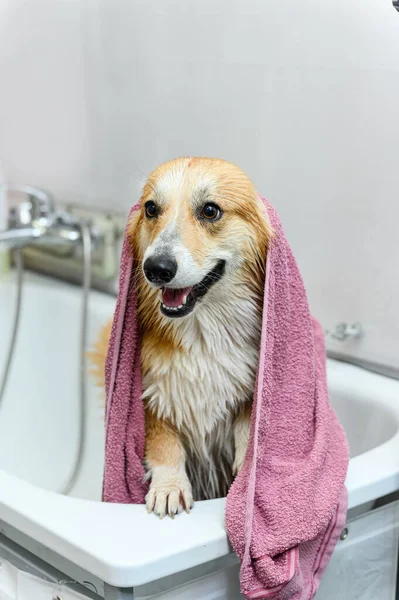 Wet Galês Corgi Pembroke Cão Fica Banheiro Após Banho Cão Fotos De Bancos De Imagens