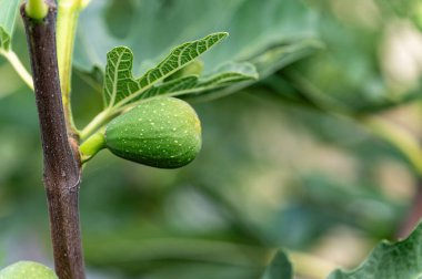 Olgunlaşmamış, yeşil incir meyvesi bir dala asılı. Yakın plan..