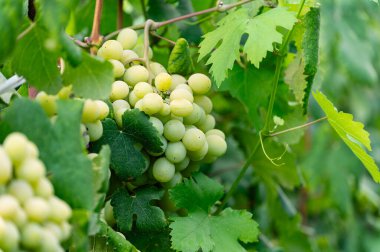 Asılan ve hasat etmeye hazır büyük bir demet beyaz üzüm. Şarap üretimi için üzüm bağı.