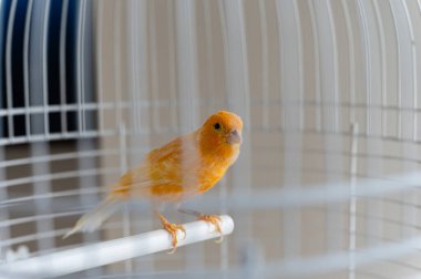 Beyaz kafesli sarı kanarya, yakın plan. Kuş, beyaz bir kafesin içinde, tünekte oturur..