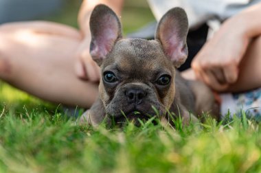 Fransız buldog yavrusu yeşil bir çimenlikte dinleniyor. Kız çocuğu arka plandaki çimenlerde bacak bacak üstüne atmış oturuyor..