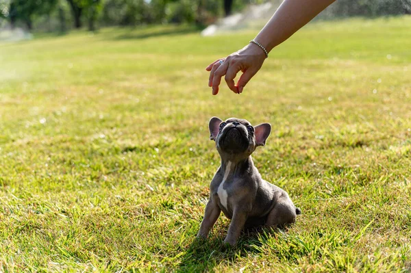The female hand gives the french bulldog puppy food. The dog stands on its hind legs.